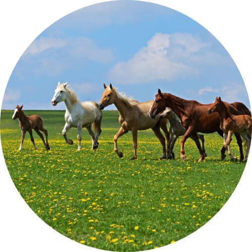 Everyday Horse Supplements