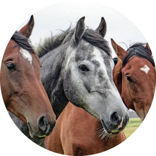 All Equine