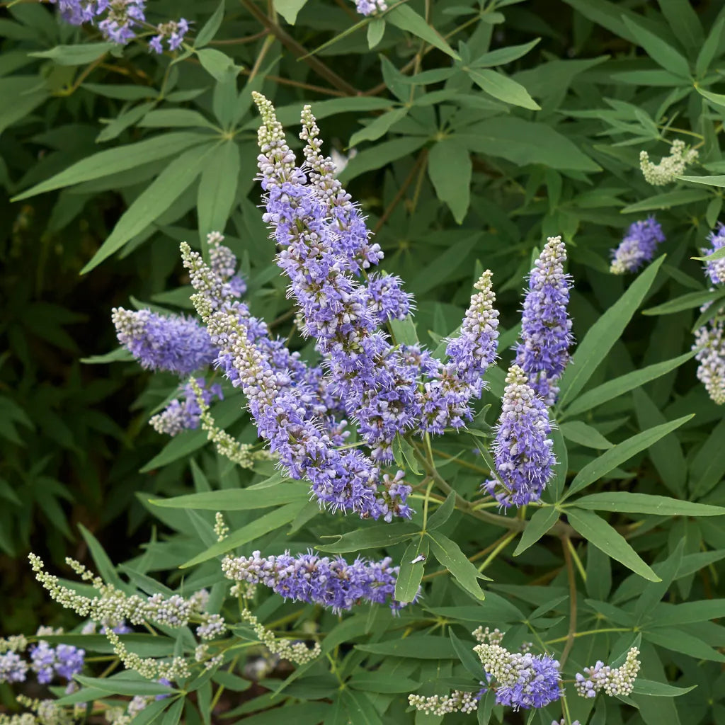 Agnus Castus Powder