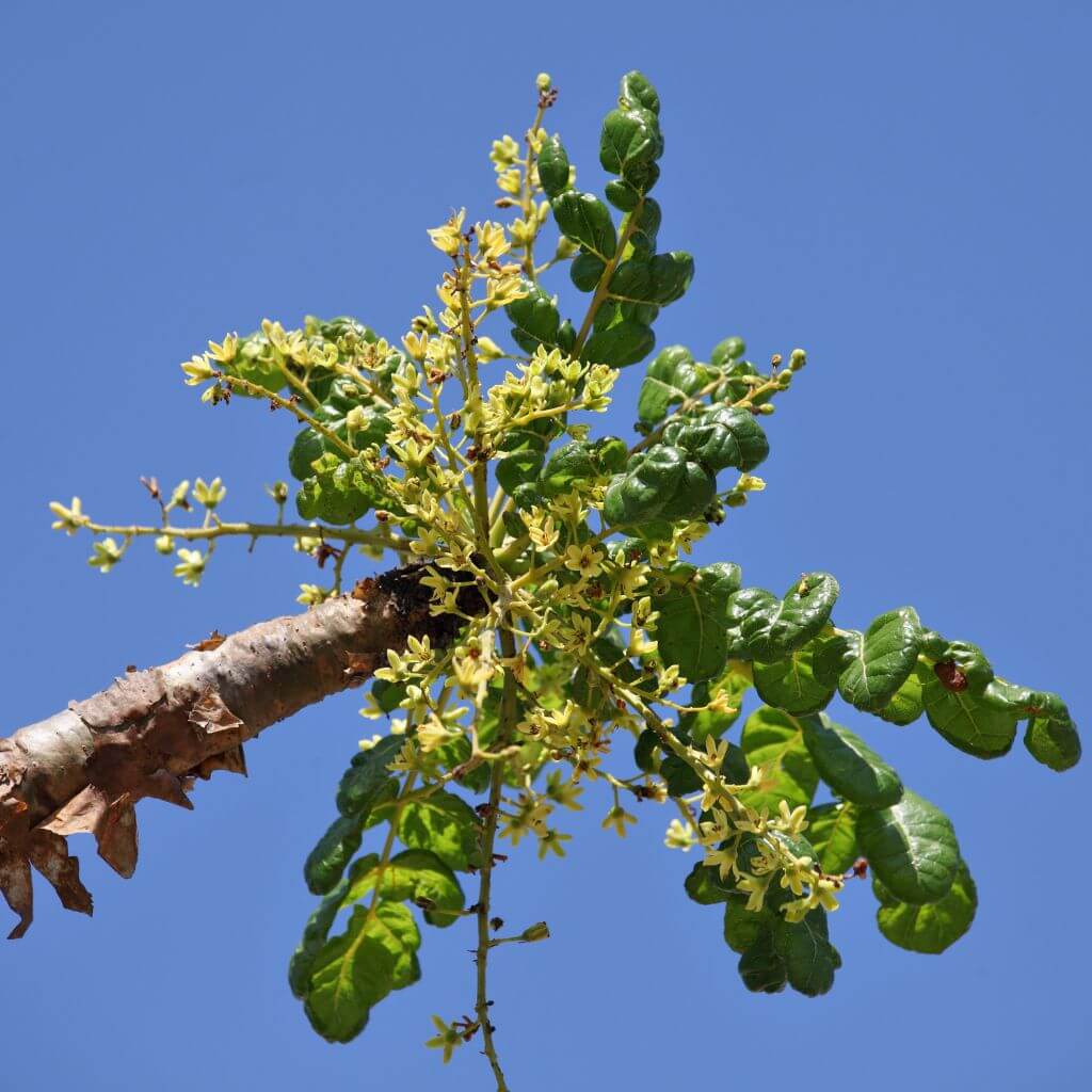 Boswellia Powder