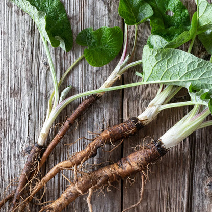 Burdock Root