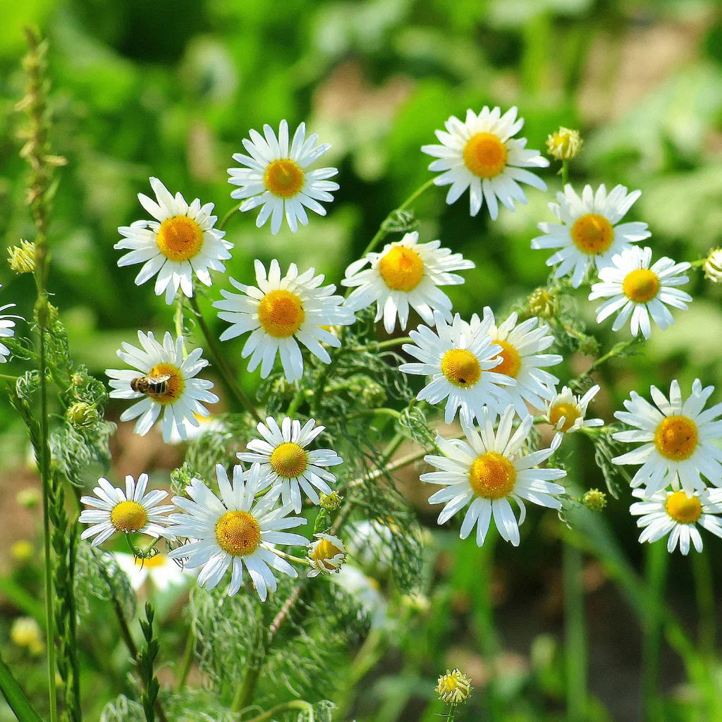 Chamomile Whole Herb