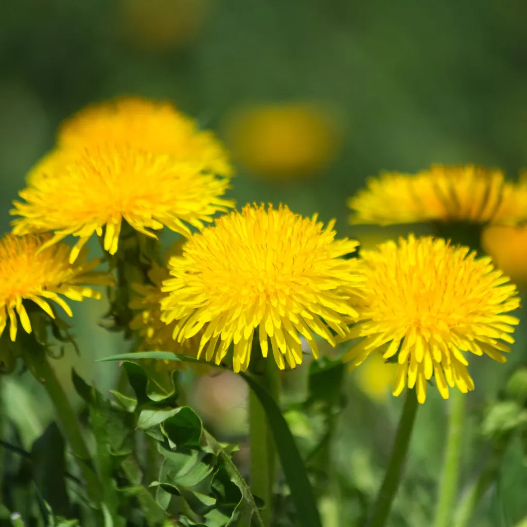 Dandelion Root