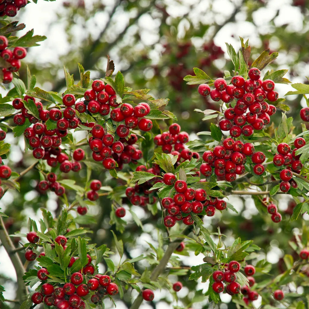 Hawthorn Whole Berries