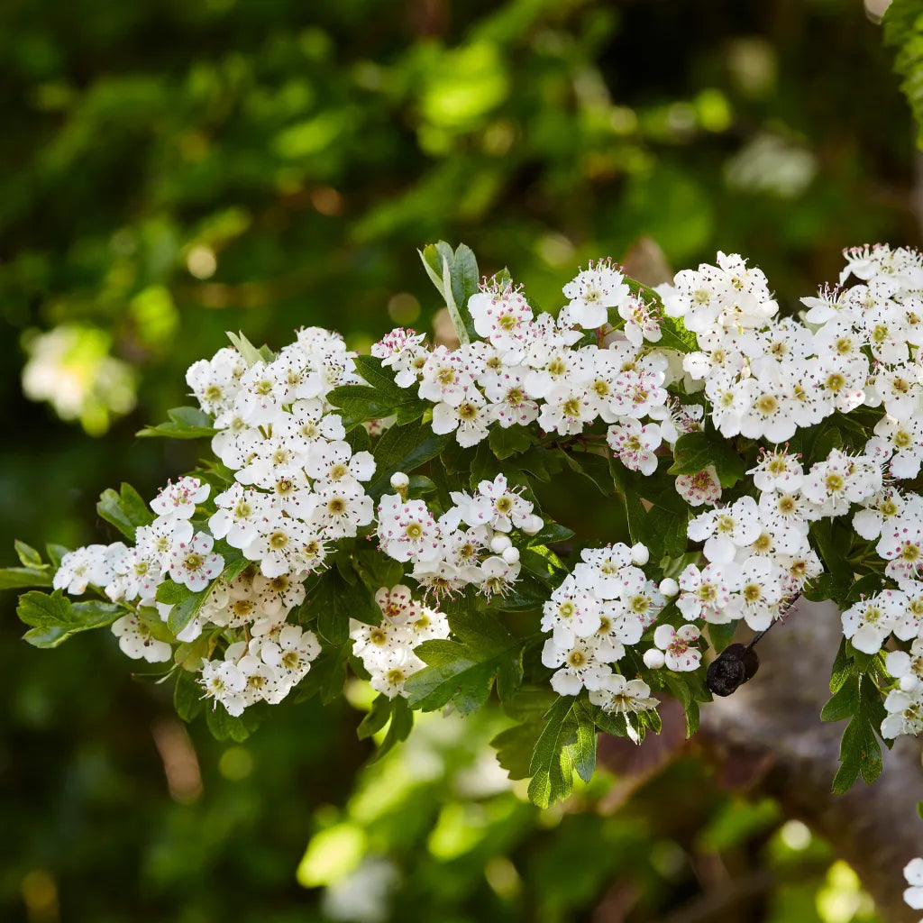 Hawthorn Flower & Leaf