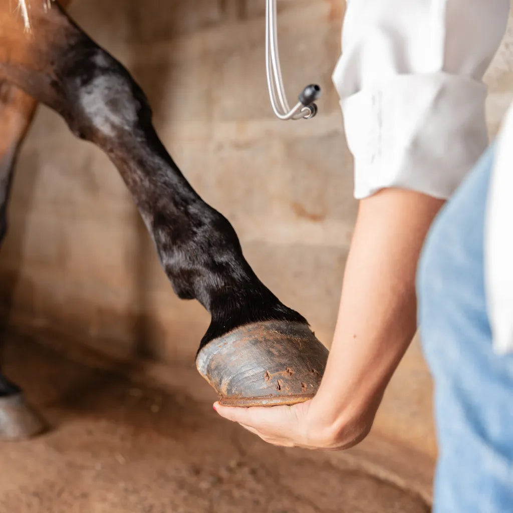 Laminitis Blend