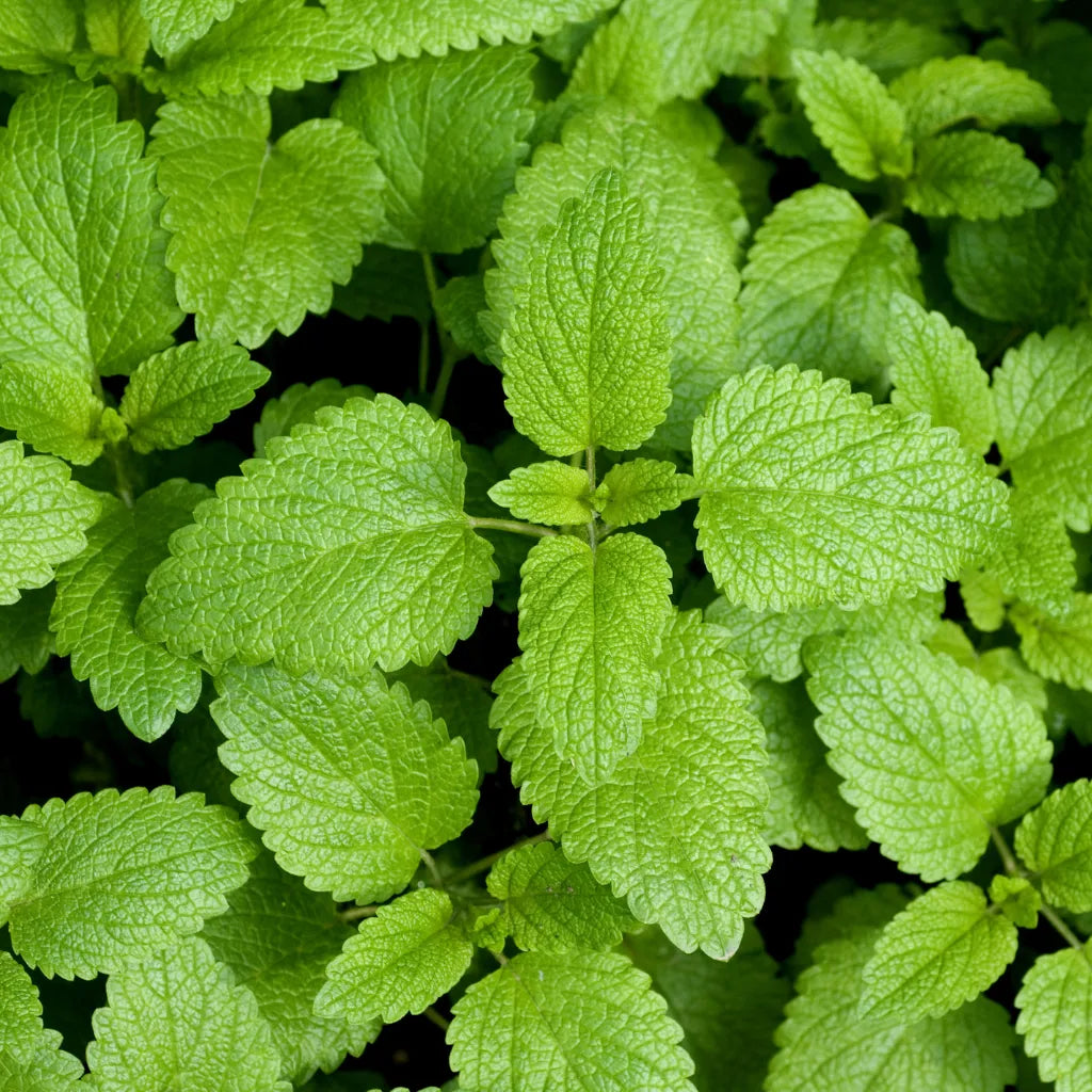 Lemon Balm Chopped