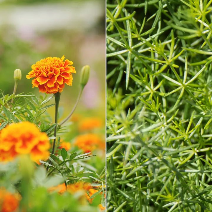 Marigold And Cleavers Mix