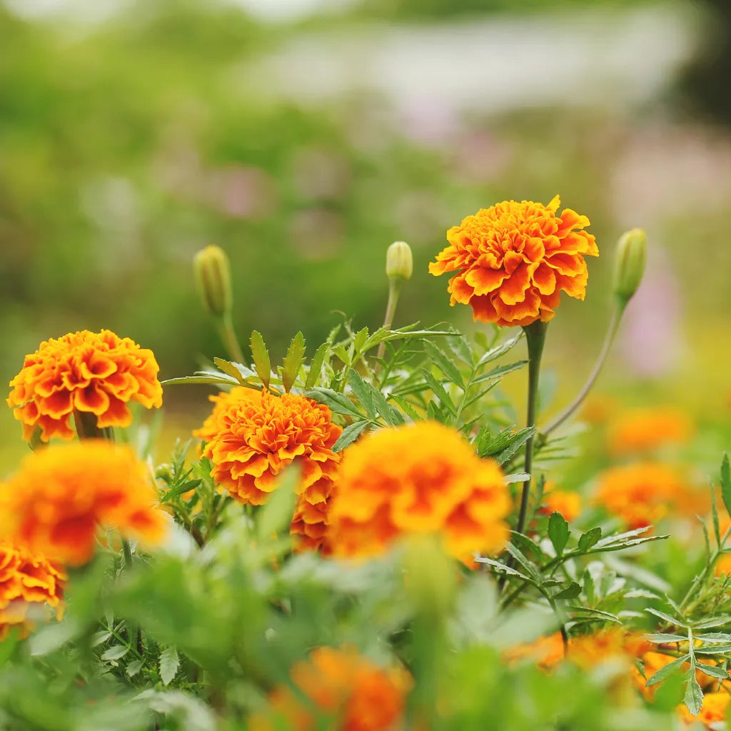 Marigold Flowers