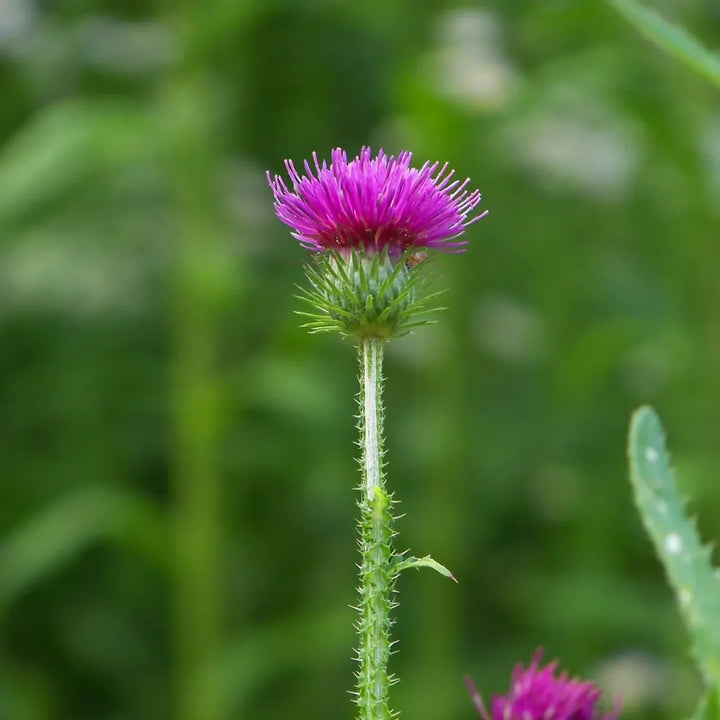 Milk Thistle Powder