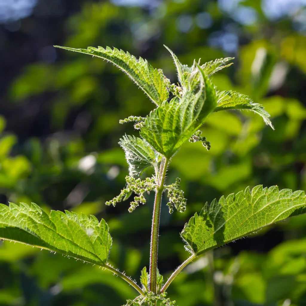 Nettle Leaf