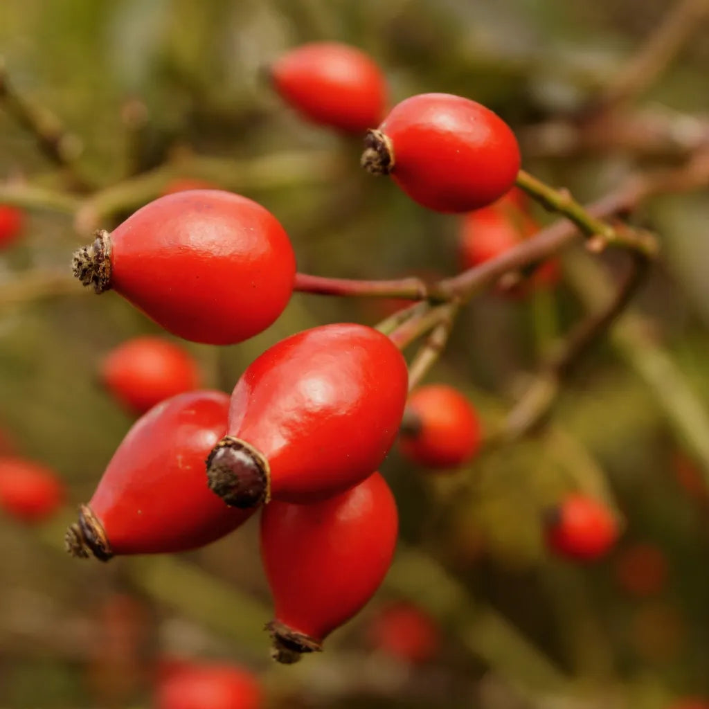 RoseHip Whole Berry