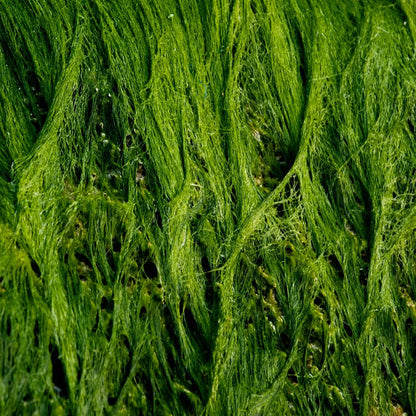 Seaweed