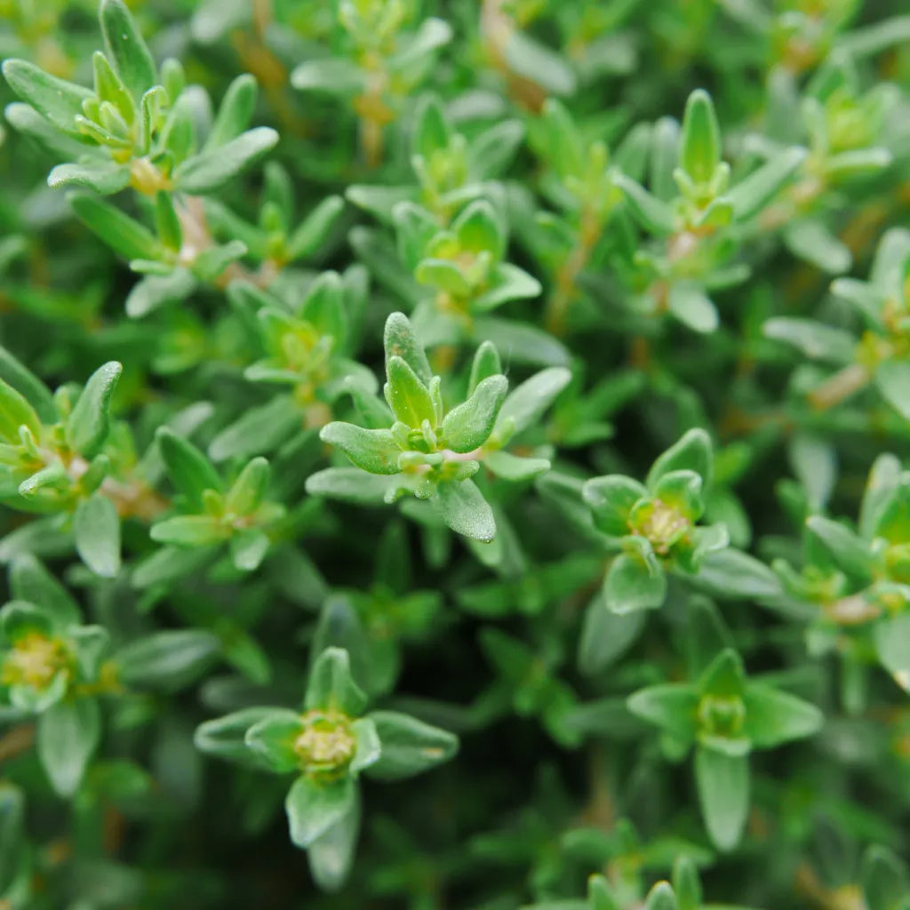 Thyme Leaf Chopped