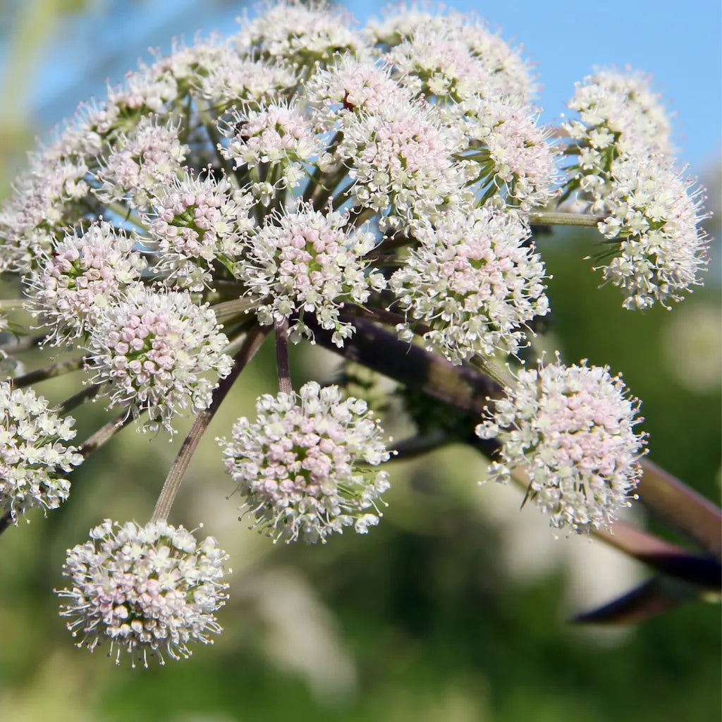 Valerian