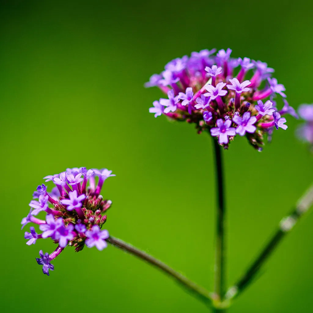 Vervain