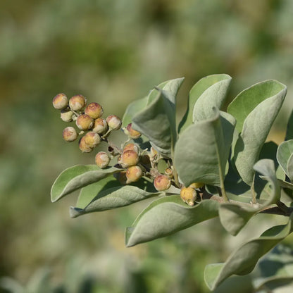 Agnus Castus - Chaste Tree - Whole Berry