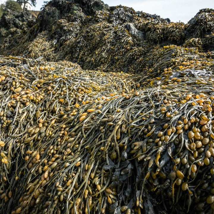 Seaweed