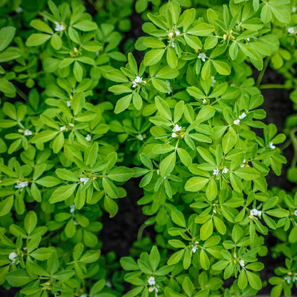 Fenugreek Seeds